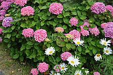 Гортензія Kumiko (Hydrangea Kumiko), фото 3