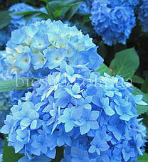Гортензія Nikko Blue (Hydrangea Nikko Blue) 3-х річна, фото 3