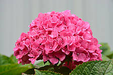 Гортензія Saxon Rathen (Hydrangea Saxon Rathen), фото 3