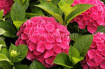 Гортензія Saxon Rathen (Hydrangea Saxon Rathen), фото 1