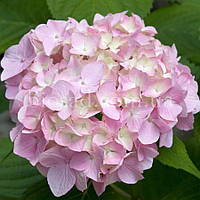 Гортензия Sharona (Hydrangea Sharona)