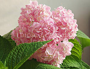 Гортензія Sharona (Hydrangea Sharona), фото 2