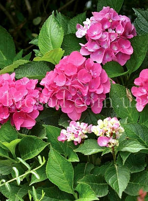 Гортензія Venice (Hydrangea Venice), фото 3