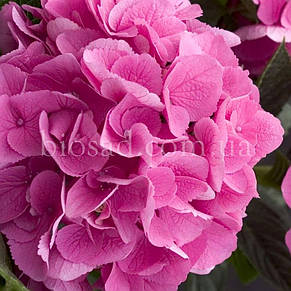 Гортензія Venice (Hydrangea Venice), фото 1