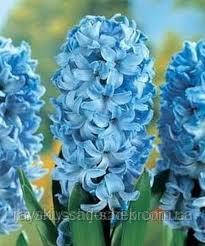 Луковиці Гіацинтів Blue Giant 14/15