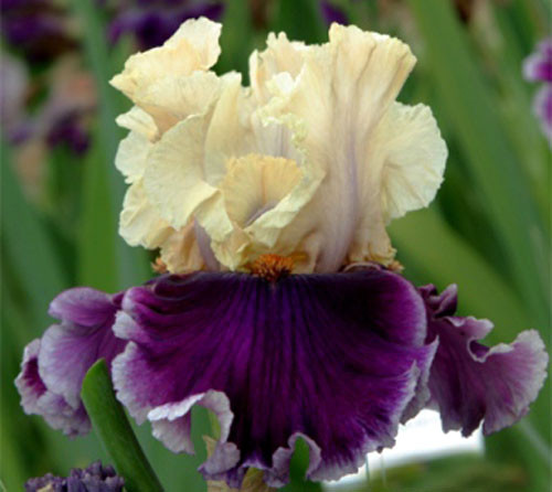 Ирис Astrobubbles Астробабблэс (Blyth 2005) (саженцы), фото 1