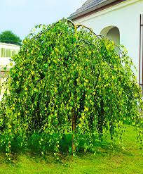 Береза плакуча Youngii