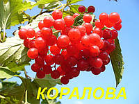 Калина "Коралова" (ЗКС) 3 р.