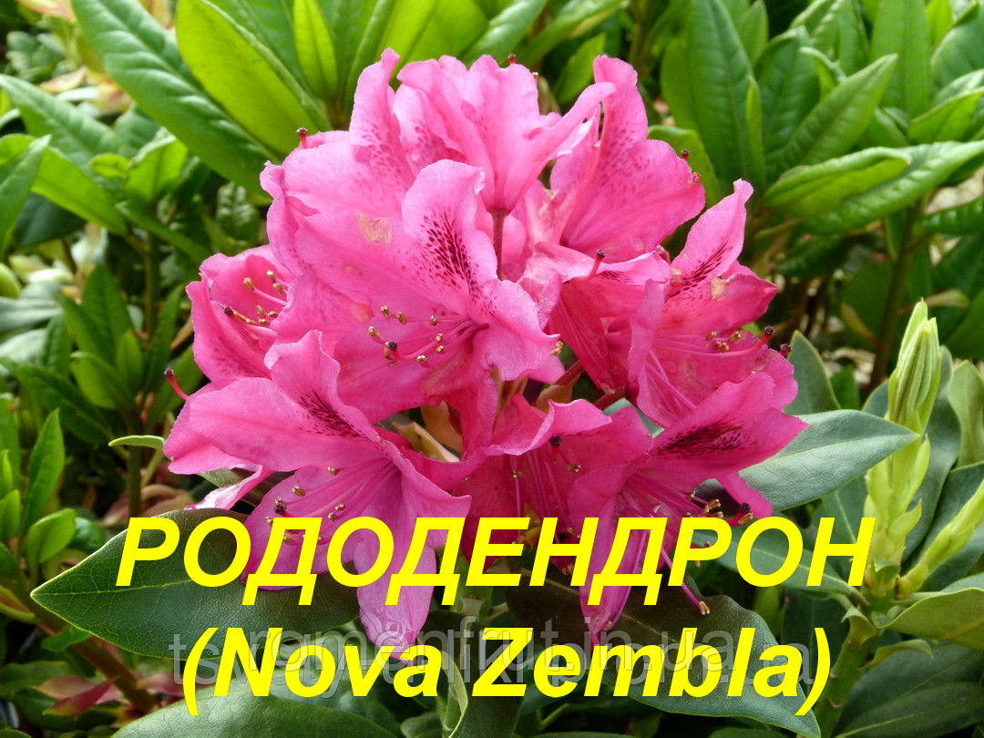 Рододендрон "Nova Zembla" (ЗКС) 3 р.