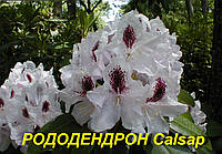 Рододендрон "Calsap" (ЗКС) 3 р.