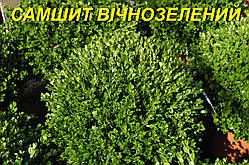 Самшит вічнозелений 4 р.