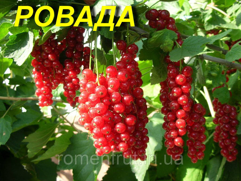 Саджанці порічки "Ровада" (ЗКС)
