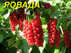 Саджанці порічки "Ровада" (ЗКС)