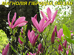 Магнолія гібридна "Сюзан "(ЗКС) 4 р.