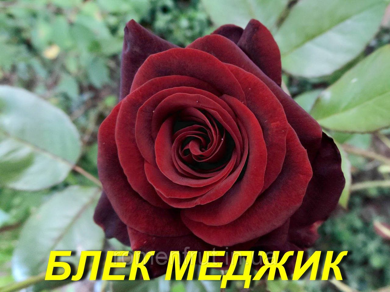 Троянда "Блек Меджик"(ч-г) (ЗКС)