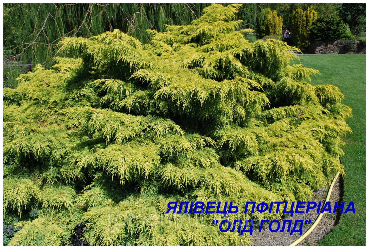 Ялівець середній пфітцеріана "Old Gold" (ЗКС) 3 р., фото 1