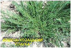 Ялівець козацький "Glauca"  (ЗКС) 5р.