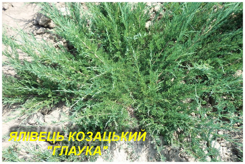 Ялівець козацький "Glauca" 5р., фото 1