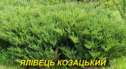 Ялівець козацький (ЗКС) 6р.