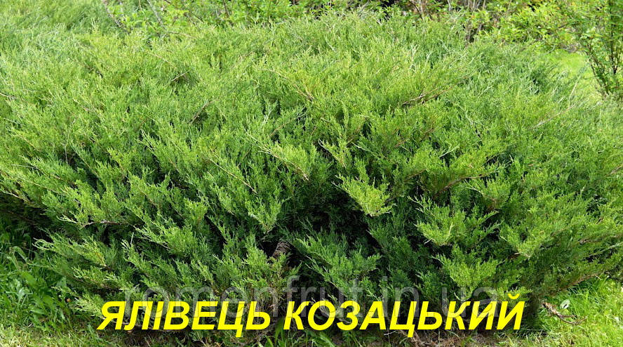 Ялівець козацький 6р.