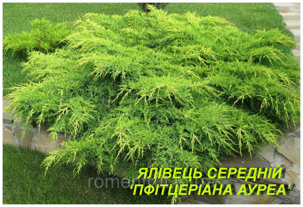 Ялівець середній Пфітцеріана "AUREA" 6 р.