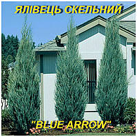 Ялівець Скельний "Blue Arrow" (ЗКС) 3р.