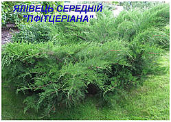 Ялівець середній Пфітцеріана (ЗКС) 3 р.