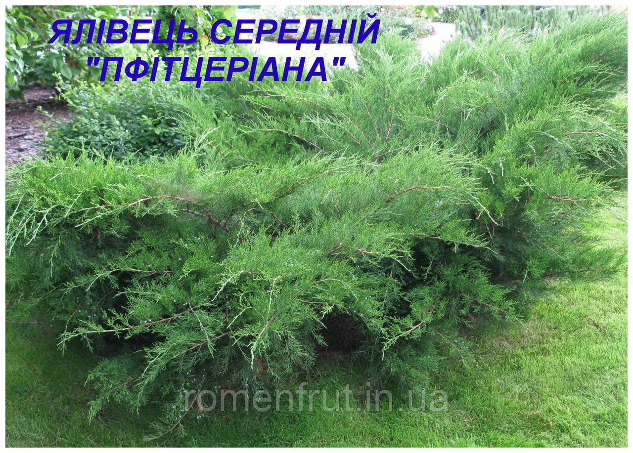 Ялівець середній Пфітцеріана (ЗКС) 5 р.