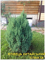 Ялівець китайський "Stricta"  7р.