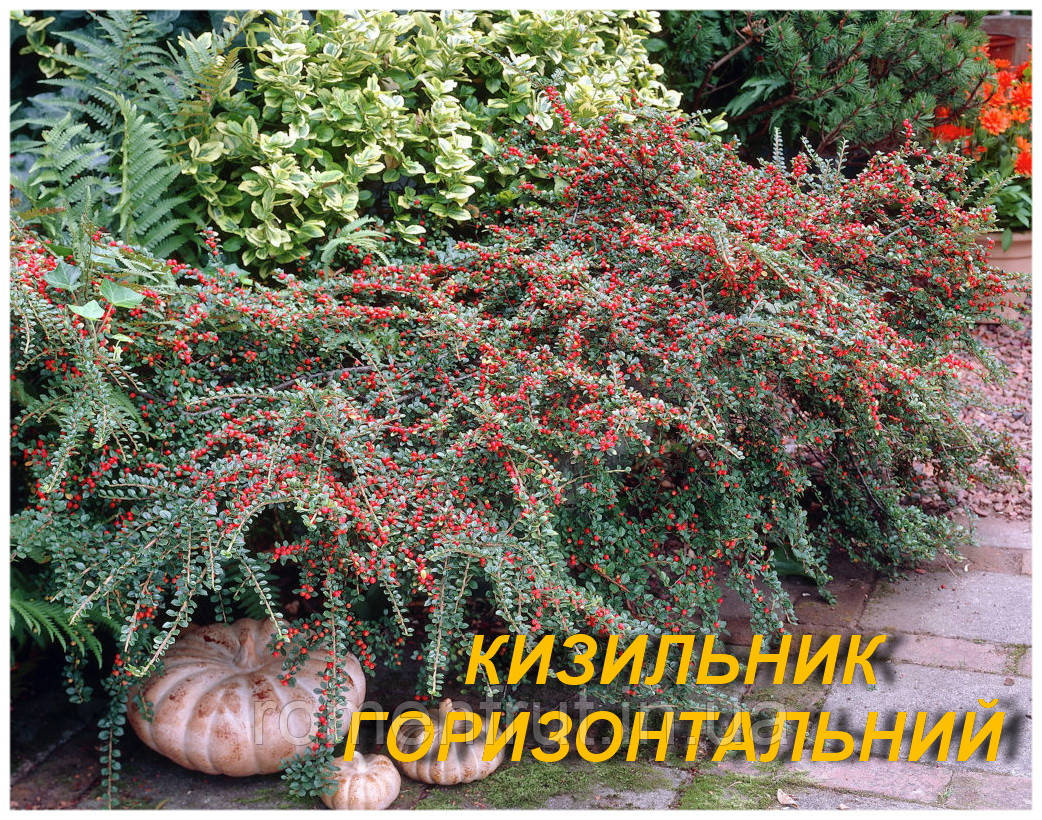 Кизильник горизонтальний (ЗКС) 4р.
