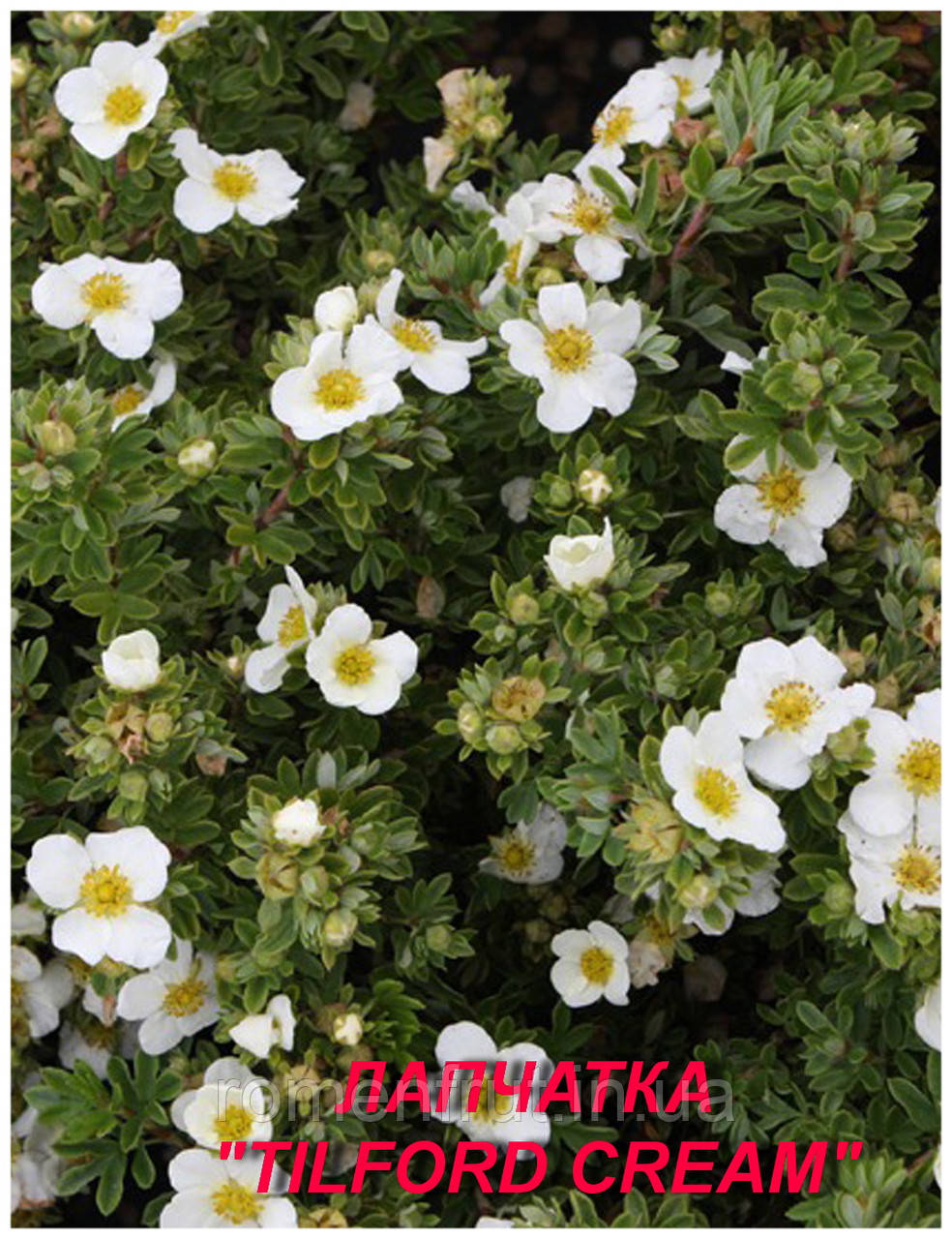 Лапчатка кущова "Tilford Cream" (ЗКС) 3 р.