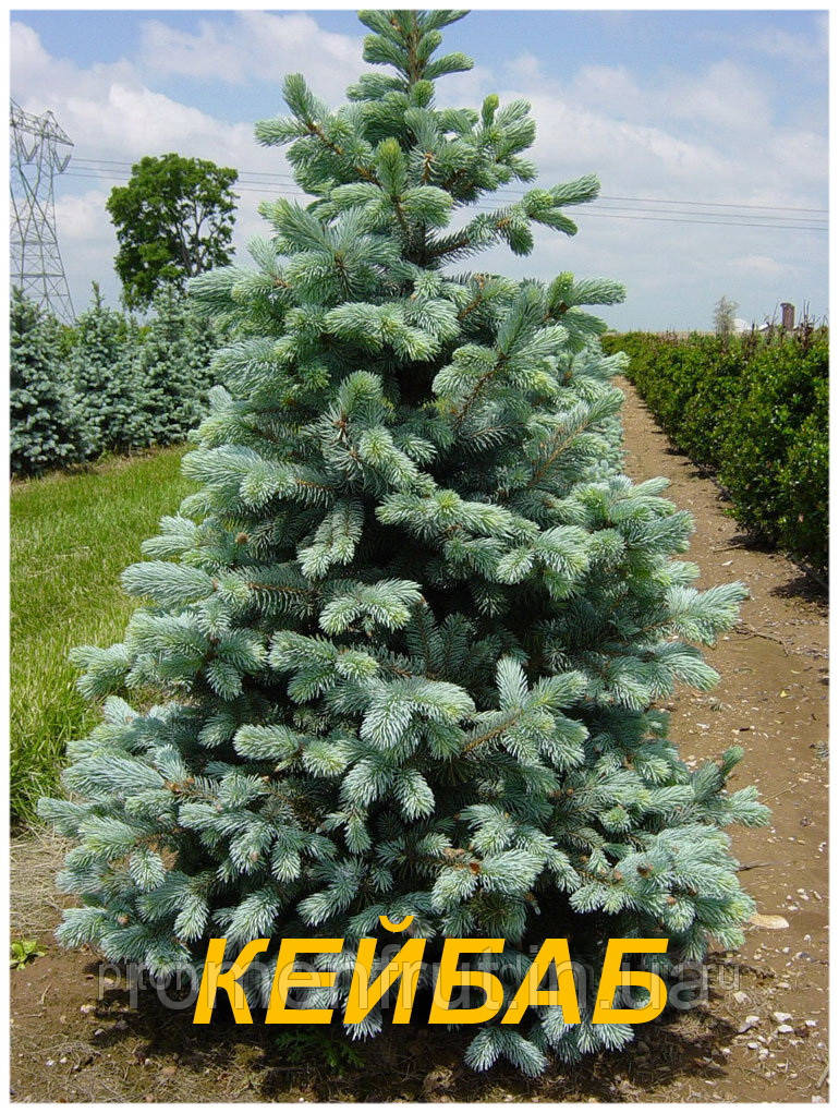 Ялинка блакитна "Кейбаб" (ЗКС) 2р.