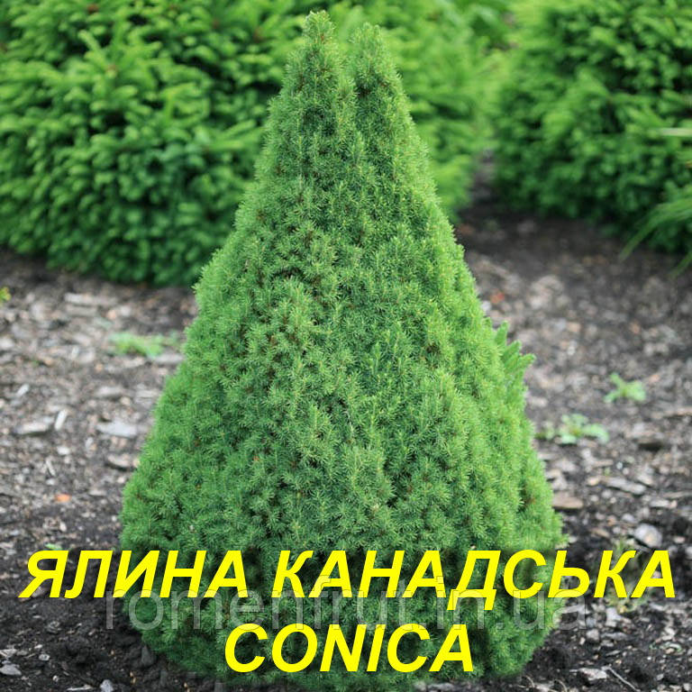Ялина Канадська "Коніка"(ЗКС) 3р.