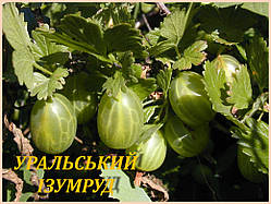 Аґрус "Уральський ізумруд" (ЗКС) 2 роки.