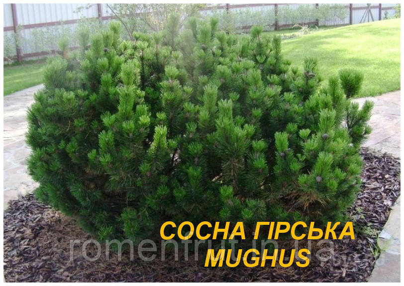 Сосна гірська "Mughus" (ЗКС) 4 р.