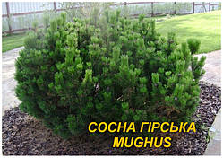 Сосна гірська "Mughus" (ЗКС) 4 р.