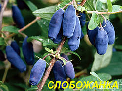 Жимолость "Слобожанка" (ЗКС) 3 р.