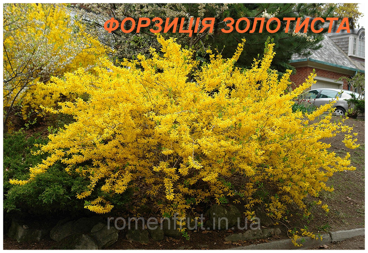 Форзиція Золотиста (ЗКС) 2р.