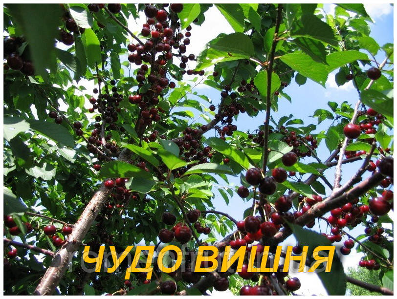 Вишня "Диво-вишня" (ЗКС) 2р., фото 1