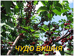 Вишня "Диво-вишня"