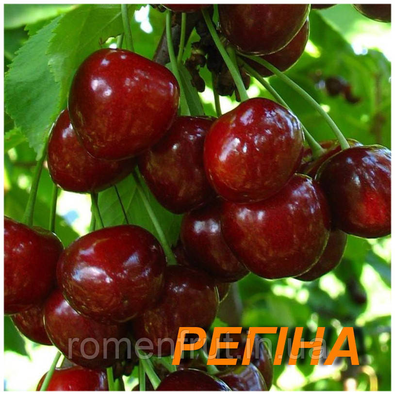 Черешня "Регіна"(ЗКС) 2р., фото 1