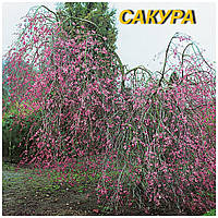 Сакура Підшерсна "Pendula" (плакуча) (ЗКС) 3 р.