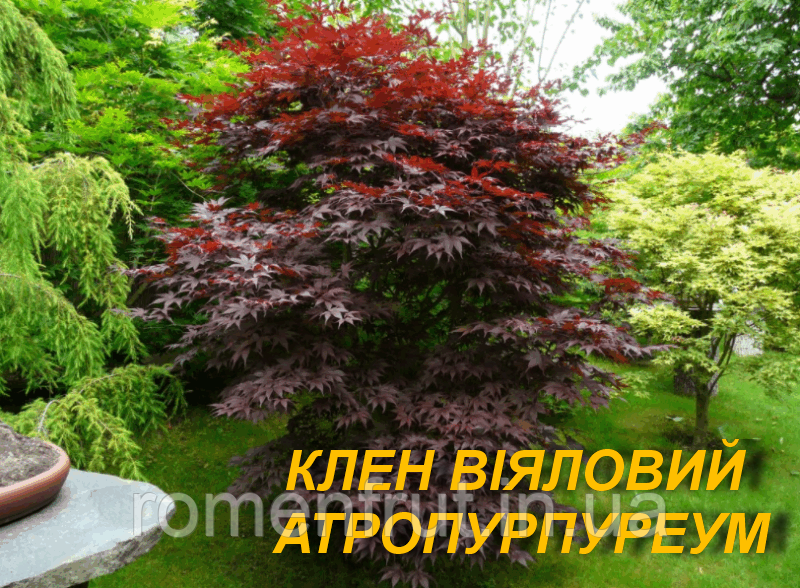 Клен віяловий "Атропурпуреум" 3 р.