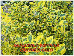 Бересклет Форчуна "Emerald Gold" 3р.