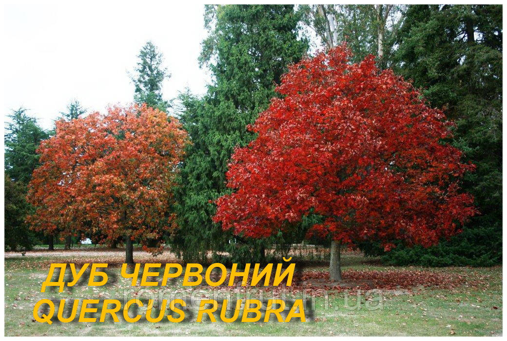 Дуб червоний (ЗКС) 4р.