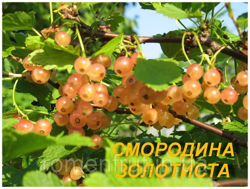 Смородина "Золотиста" (ЗКС) 2 р.
