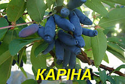 Жимолость "Каріна" (ЗКС) 3 р.