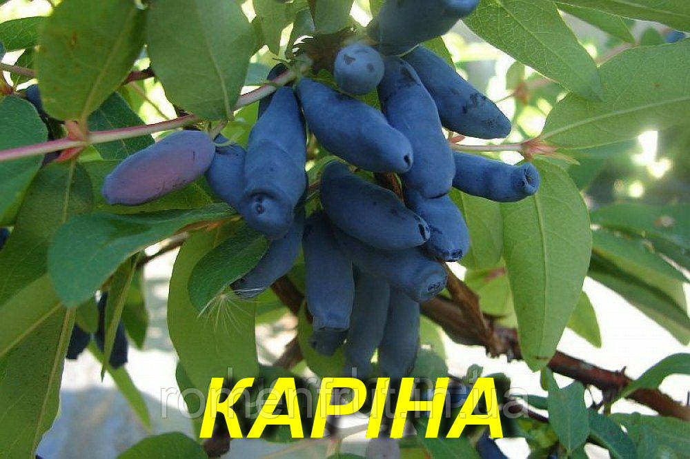 Жимолость "Каріна" (ЗКС) 3 р.