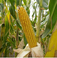 Семена кукурузы NS 2662 Сербской селекции НОВИ САД.