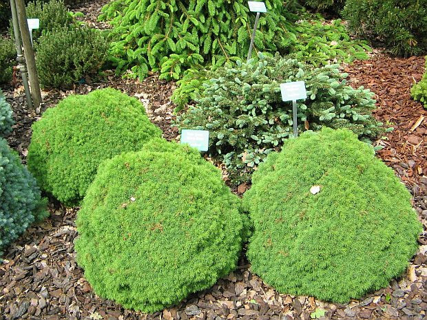 Ялина канадська Alberta Globe 4 річна, Ялина канадська Альберта Глобе, Picea glauca Alberta Globe